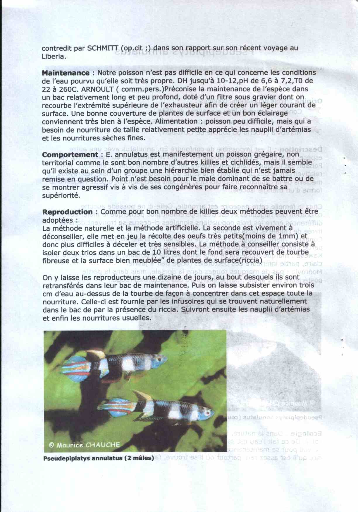 Pseudepiplatys annulatus Pseudepiplatys annulatus