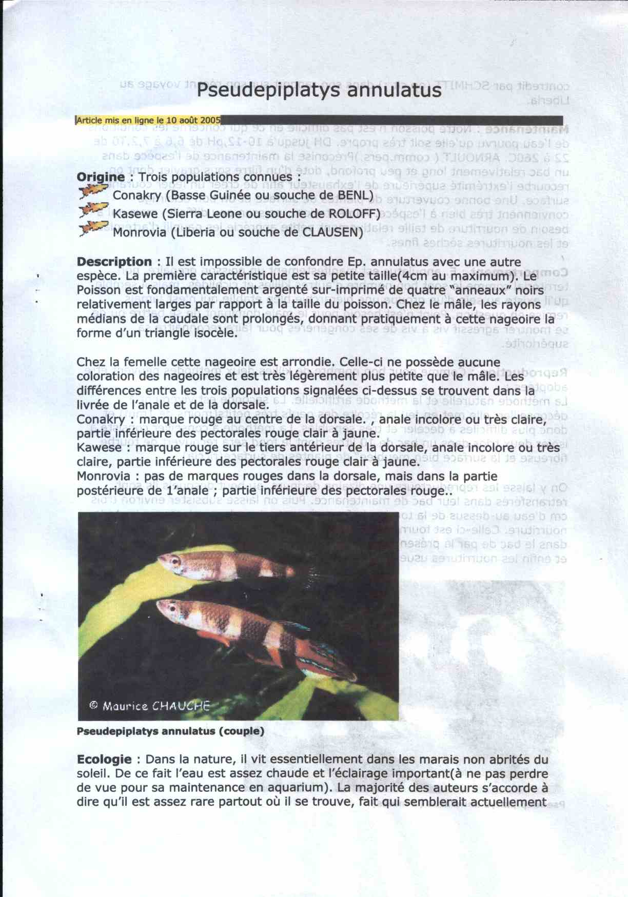 Pseudepiplatys annulatus Pseudepiplatys annulatus