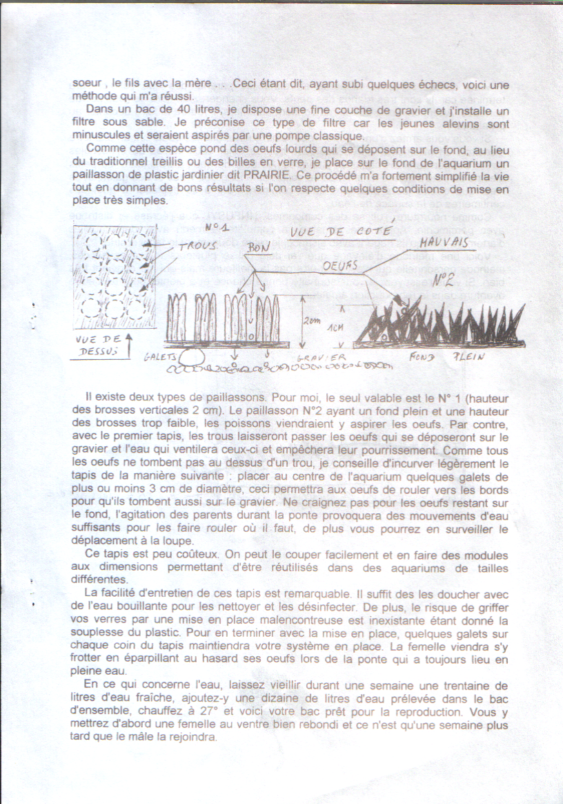 Le Brachydanio frankei voilé