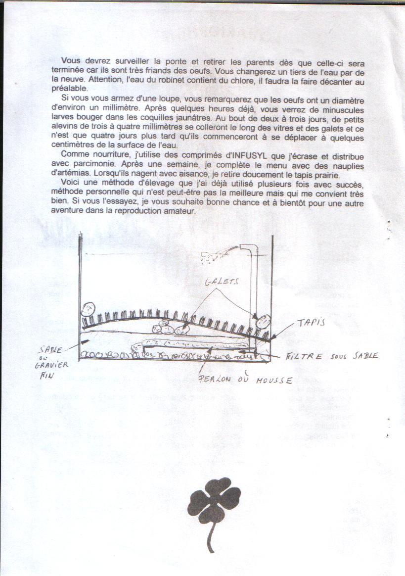 Le Brachydanio frankei voilé