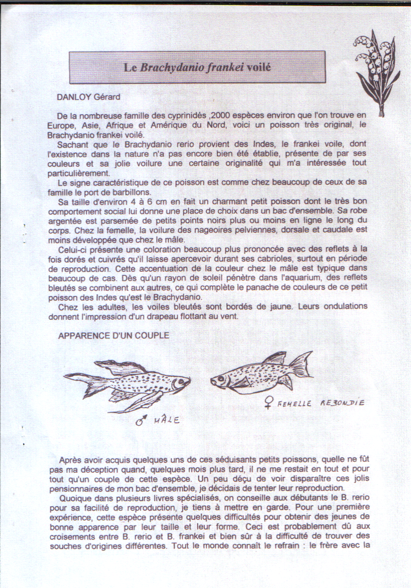 Le Brachydanio frankei voilé Le Brachydanio frankei voilé