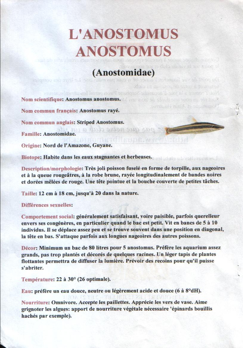 L'Anostomus