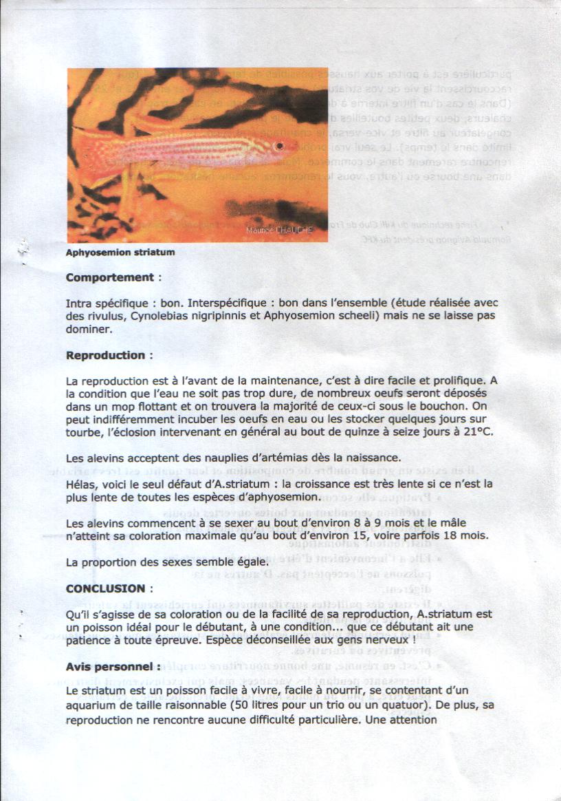 APHYOSEMION STRIATUM APHYOSEMION STRIATUM
