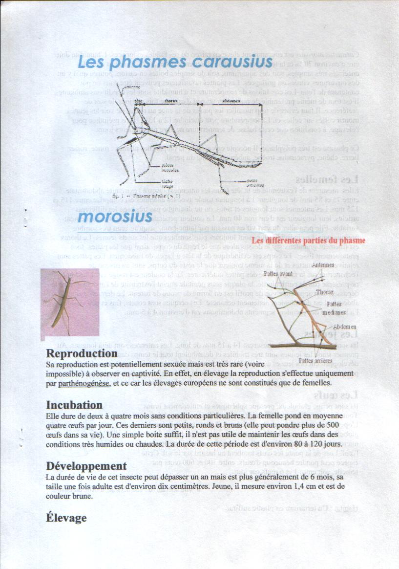 LES PHASMES CARAUSIUS MOROSIUS LES PHASMES CARAUSIUS MOROSIUS