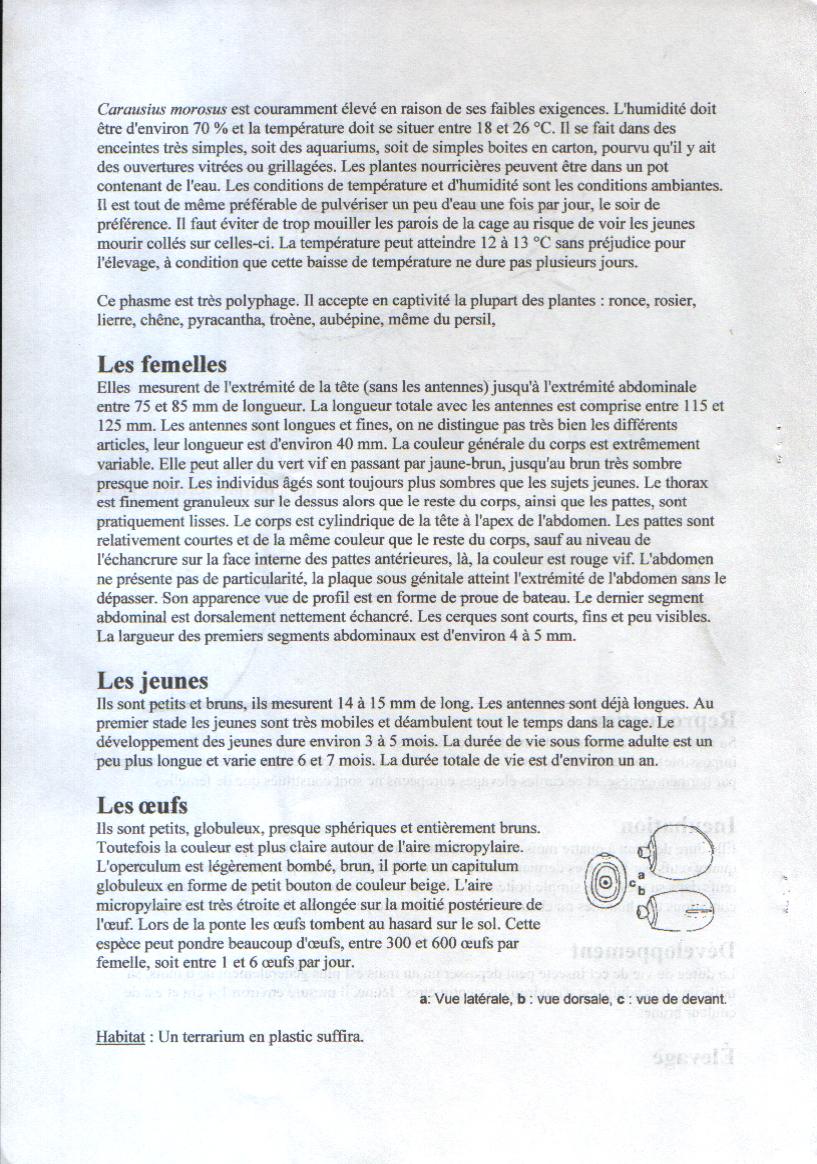 LES PHASMES CARAUSIUS MOROSIUS LES PHASMES CARAUSIUS MOROSIUS