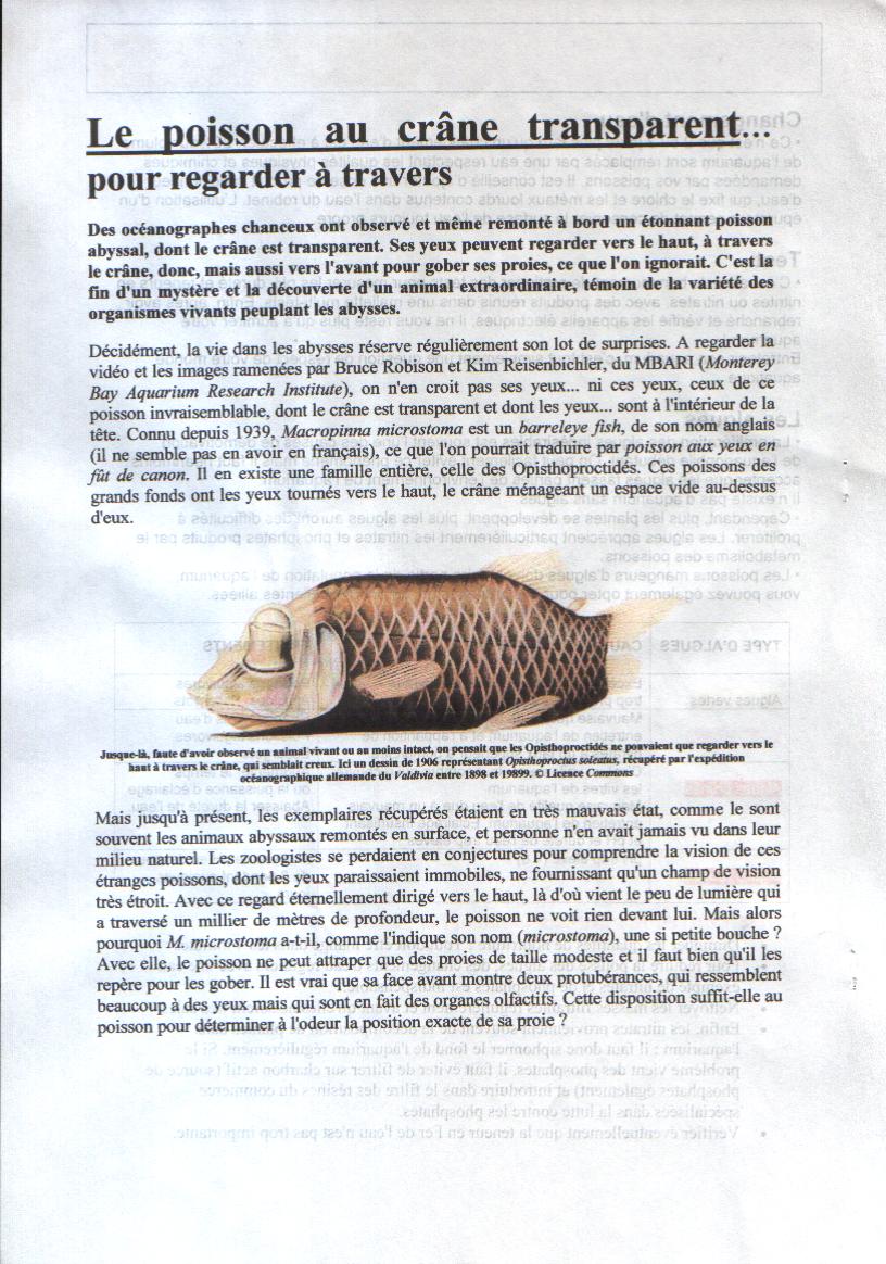 MACROPINNA MICROSTOMA MACROPINNA MICROSTOMA