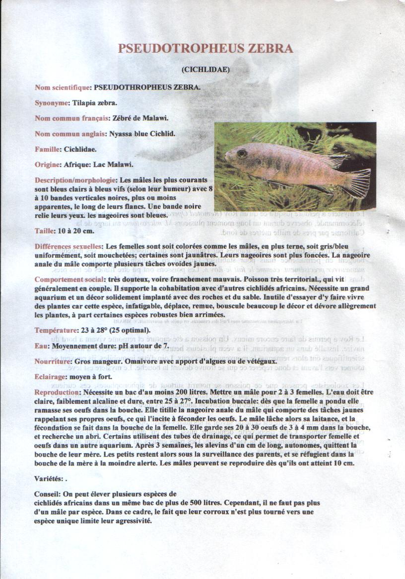 PSEUDOTROPHEUS ZEBRA PSEUDOTROPHEUS ZEBRA
