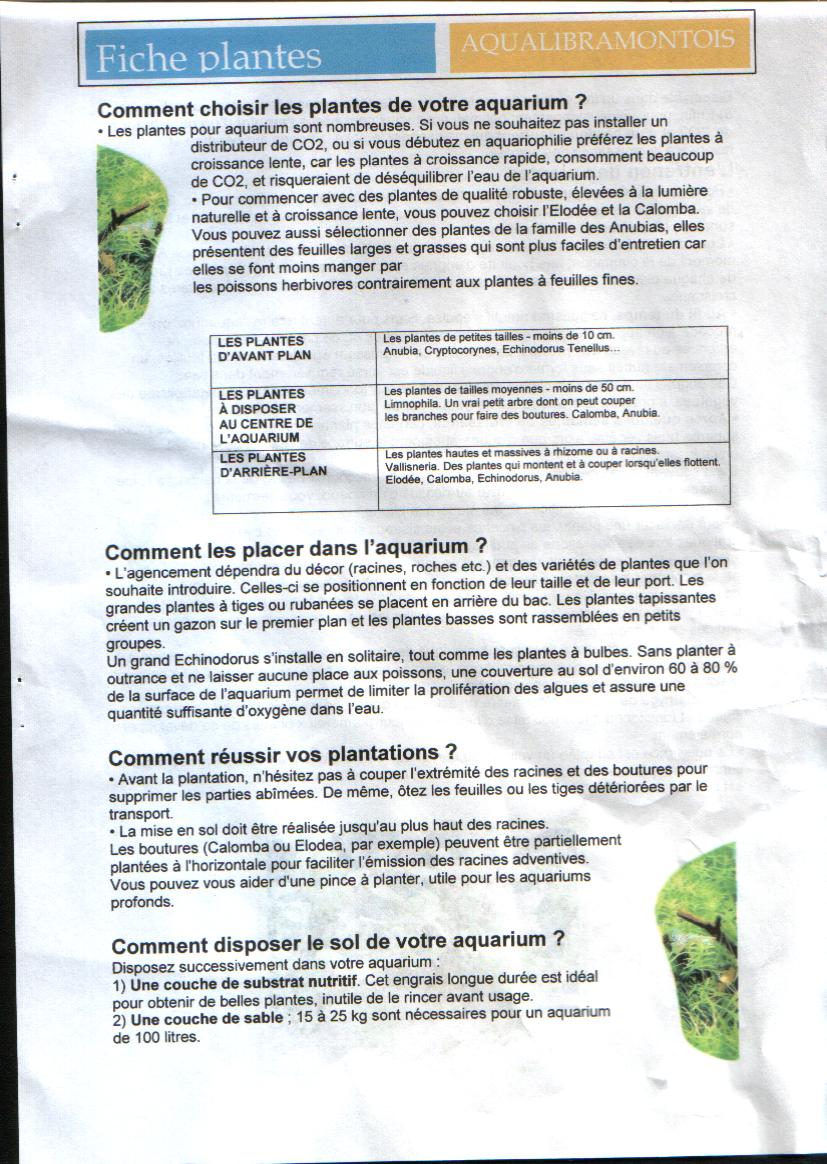 FICHE PLANTES FICHE PLANTES